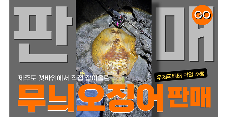 [제주에누리쇼핑] 갓 잡아올린 당일바리 제주 무늬오징어 한정 판매(냉동판매)